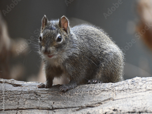 A Père David's rock squirrel, from China