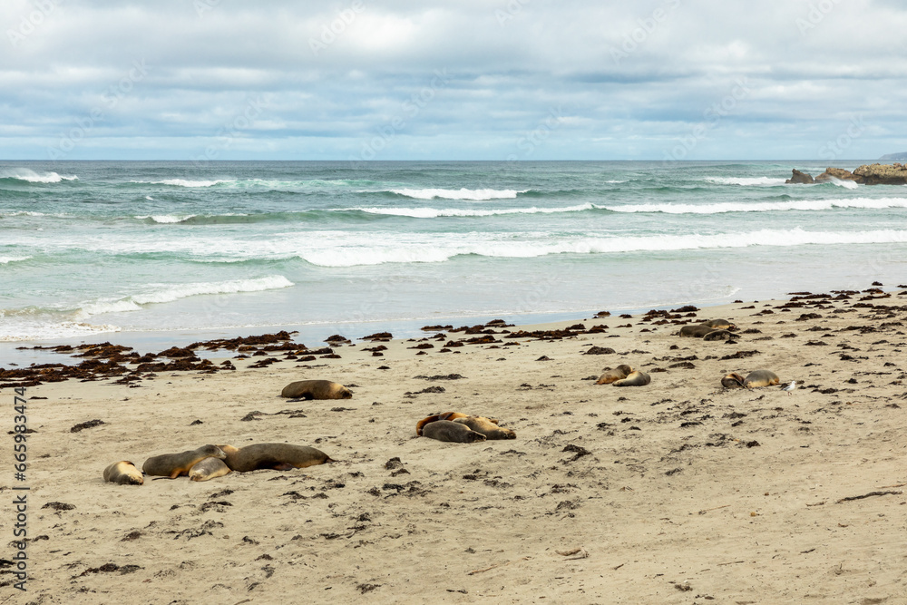 Sea lions at Seal bay, Kangaroo Island, South Australia Sea lions at Seal bay, Kangaroo Island, South Australia