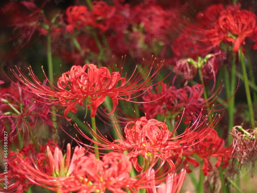 赤い彼岸花のお花畑
