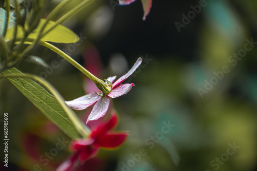Cuadro en lienzo Combretum indicum, also commonly known as the Rangoon creeper or Burma creeper,