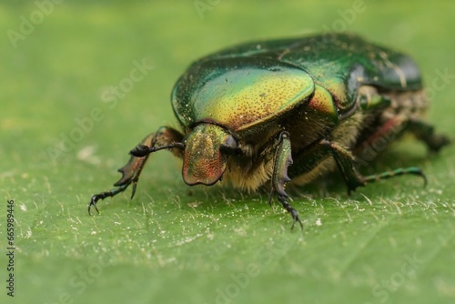 Closeup on a colorful green metallic rose chafer beetle, Cetonia aurata on a green leaf © Henk