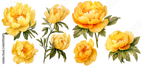 Yellow peony illustration clipart. Generative AI.