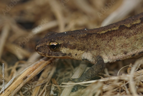 Closeup on an adult European Carpathian newt, Lissotriton montandoni sitting on the ground