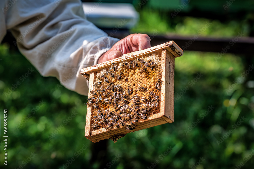 Beekeeper holding a small Nucleus frame with a young queen bee. Breeding of queen bees. Preparation for artificial insemination bees Beekeeper holding a small Nucleus frame with a young queen bee. Breeding of queen bees. Preparation for artificial insemination bees