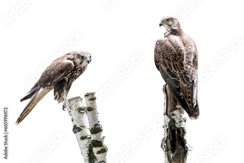 Portrait of two saker falcon on white background photo