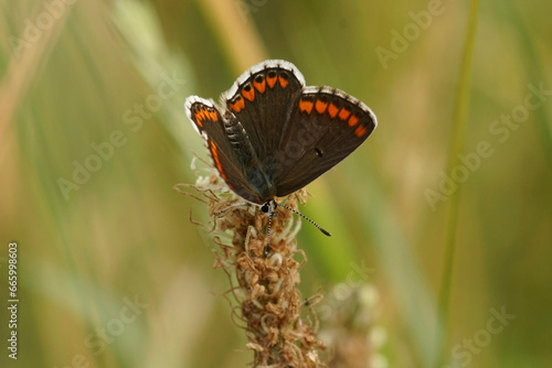 Closeup on a small, fresh emerged Brown Argus butterrfly, Aricia agestis sitting in a grassland photo