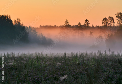 Meadow and Forest at Early Morning 