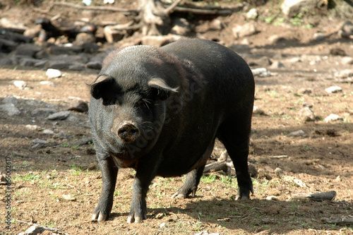 Cochon , Race noir du vietnam