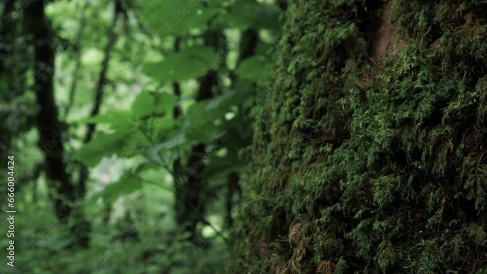 Forest thickets, subtropical grove, mosses and other plants abundantly cover tree trunks, green thickets Forest thickets, subtropical grove, mosses and other plants abundantly cover tree trunks, green thickets