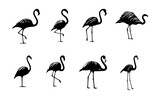 set of flamingo silhouettes on isolated background