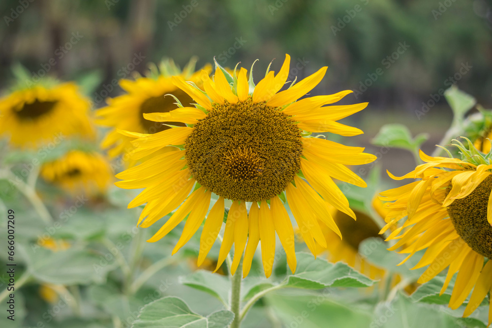 Close-up of a sunflower growing in a field of sunflowers during a nice sunny summer day with some clouds. Close-up of a sunflower growing in a field of sunflowers during a nice sunny summer day with some clouds.