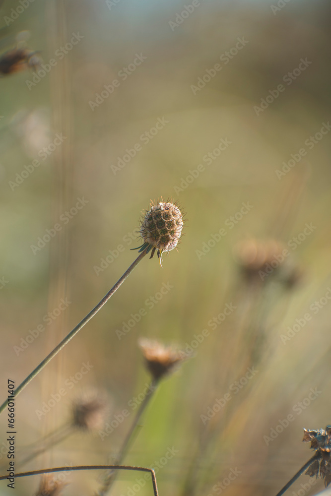 various plants in a macro photo various plants in a macro photo