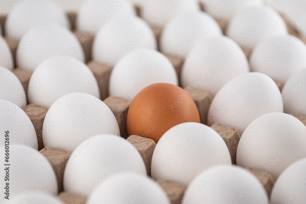 Egg box, stock photo, empty egg carton, close up of eggs. A brown egg among white egg Egg box, stock photo, empty egg carton, close up of eggs. A brown egg among white egg