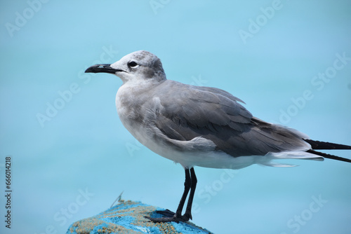 Up Close with a Posing Laughing Gull © dejavudesigns