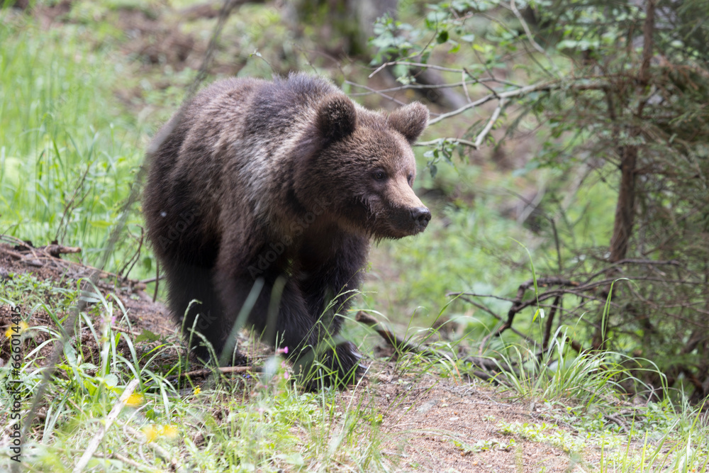 Brown bear walking in green summer forest meadow.