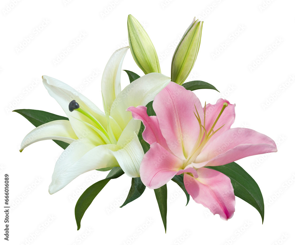 White and pink Lily flower bouquet isolated on transparent background