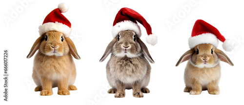 Rabbit wearing a christmas hat on transparent background © John