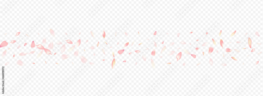 White Rosa Vector Panoramic Transparent