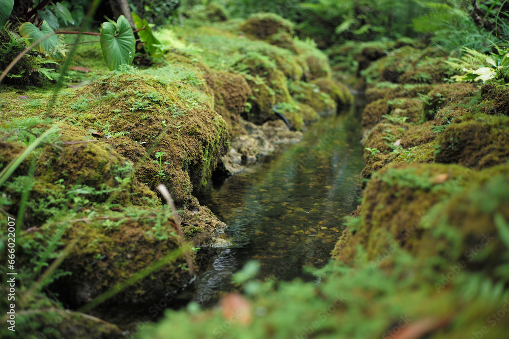 Landscape botanical garden full of moss and fern grow on the rock with the stream Landscape botanical garden full of moss and fern grow on the rock with the stream