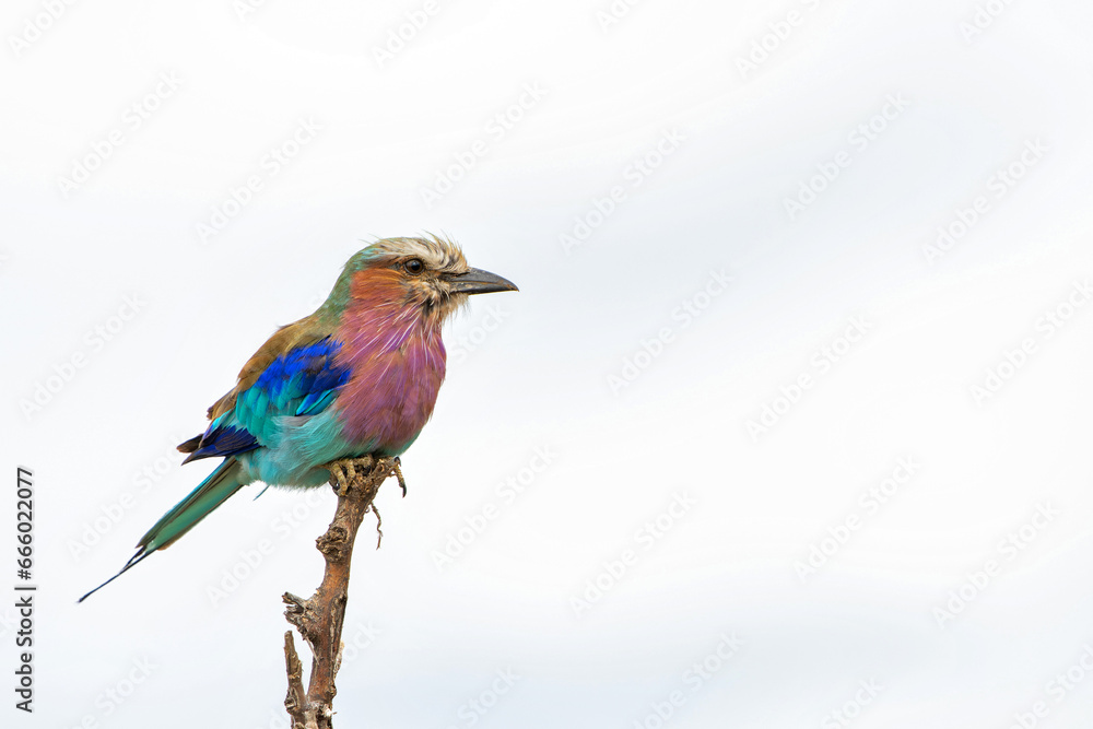 Lilac-breasted roller (Coracias caudatus)vsitting on a branch in Kruger National Park - South Africa Lilac-breasted roller (Coracias caudatus)vsitting on a branch in Kruger National Park - South Africa