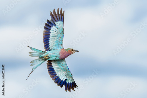 Lilac Breasted Roller (Coracias caudatus) flying away in Kruger National Park in South Africa