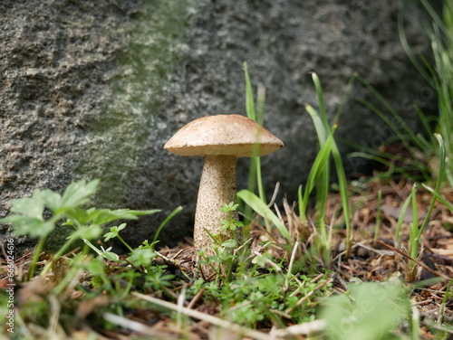 The boletus mushroom grows among green moss in a clearing in the forest. Edible healthy mushroom in the forest in summer. Vegetarian food in natural conditions.