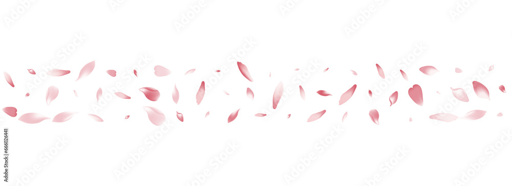 Transparent Cherry Petal Vector White Background.