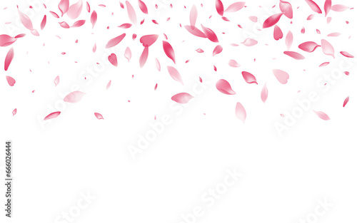 Purple Cherry Petal Vector White Background.