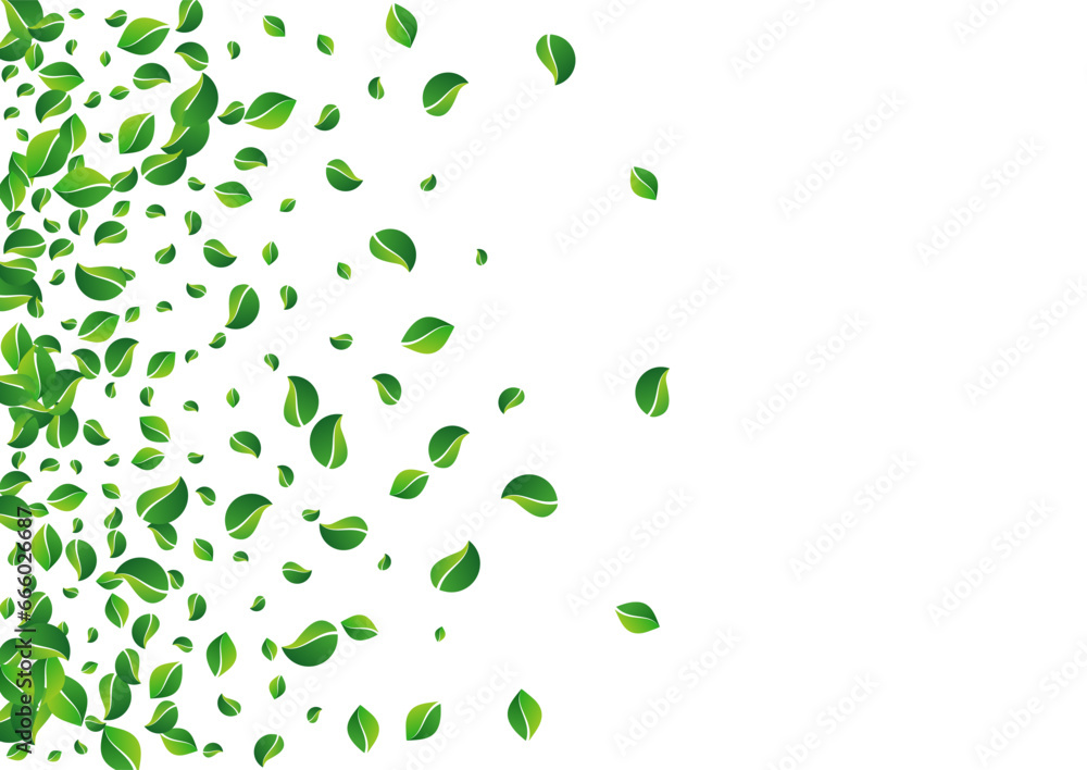 Olive Foliage Herbal Vector White Background.