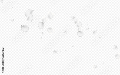 White Flower Vector Transparent Background.