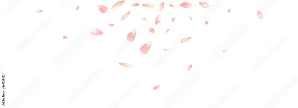 White Cherry Petal Vector White Background. Color