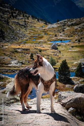 border collie