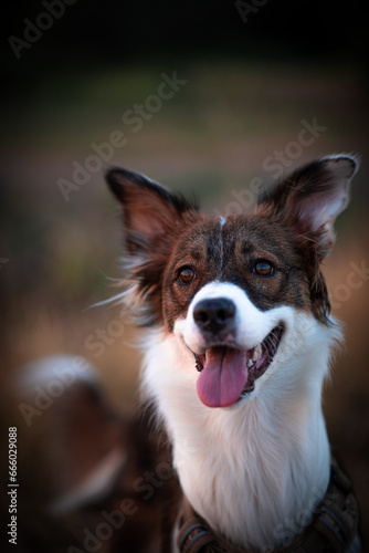 border collie dog