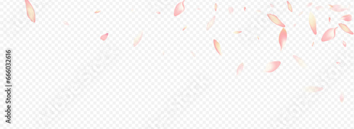 White Blossom Vector Panoramic Transparent