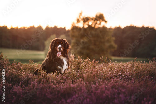 Berner Sennenhund in der Heide