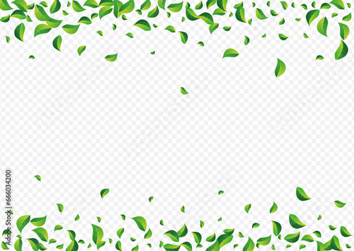 Mint Leaf Organic Vector Transparent Background.