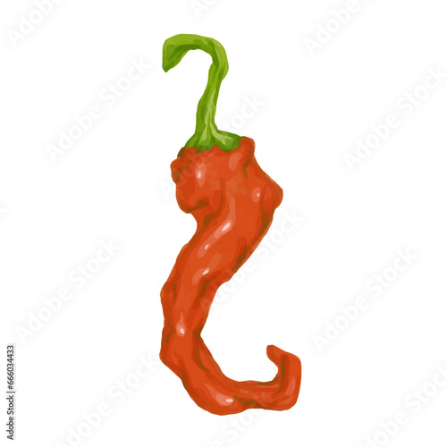 A pod of red hot chili pepper. Vector graphics.