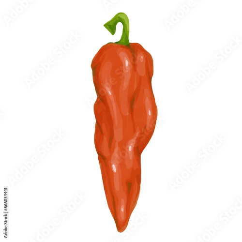 A pod of red hot chili pepper. Vector graphics.