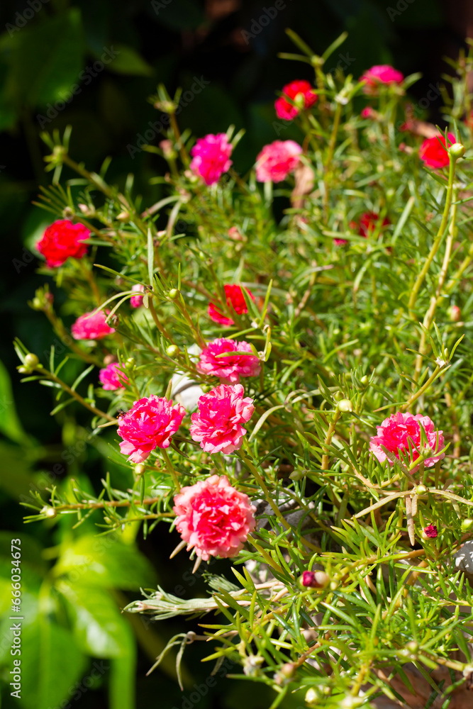 Portulaca grandiflora plant with flower in the garden Portulaca grandiflora plant with flower in the garden