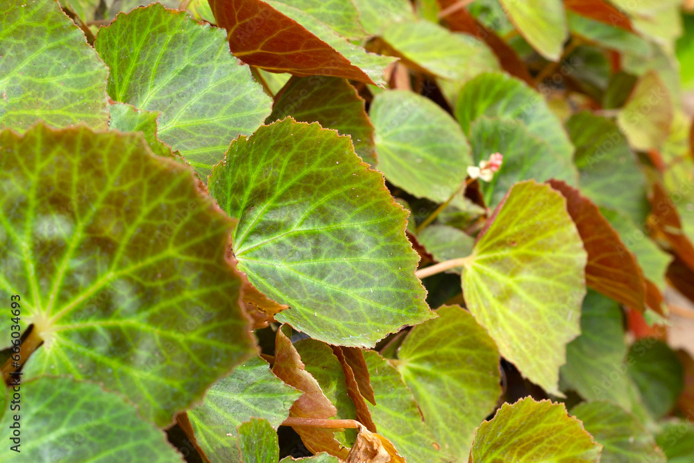 Obraz premium Begonia chlorneura leaves in the garden