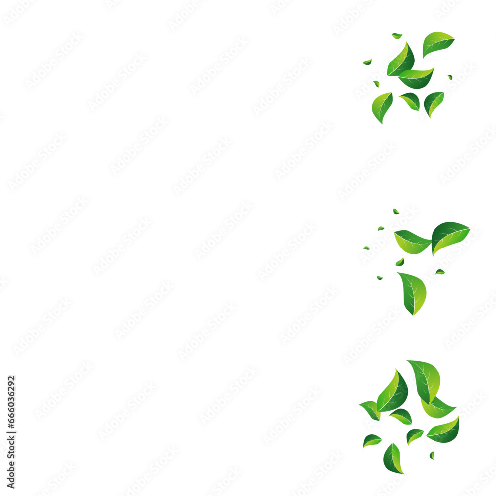 Olive Leaves Transparent Vector White Background. Olive Leaves Transparent Vector White Background.