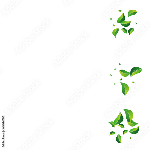 Olive Leaves Transparent Vector White Background.