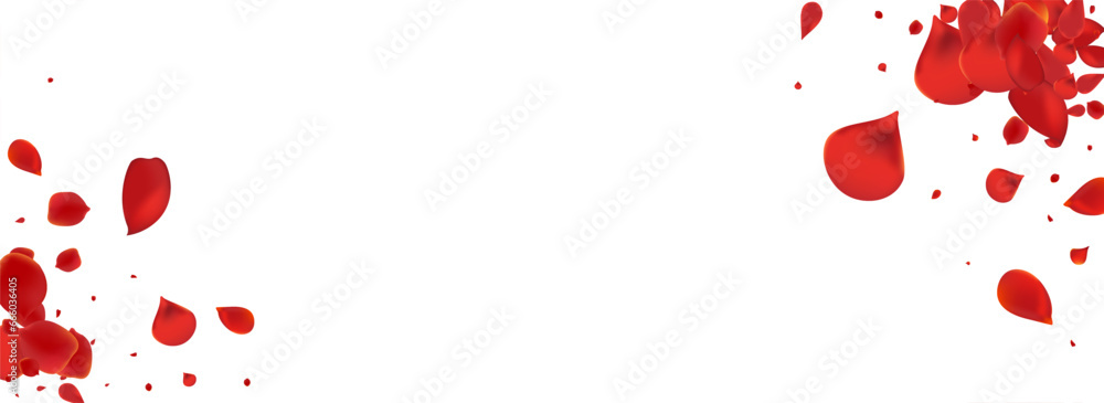 Beautiful Flower Fall Vector Panoramic White Beautiful Flower Fall Vector Panoramic White