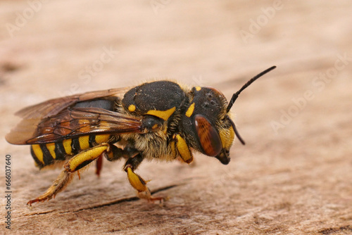 Fototapete Closeup of a female of the Florentine woolcarder Bee, Anthidium florentinum