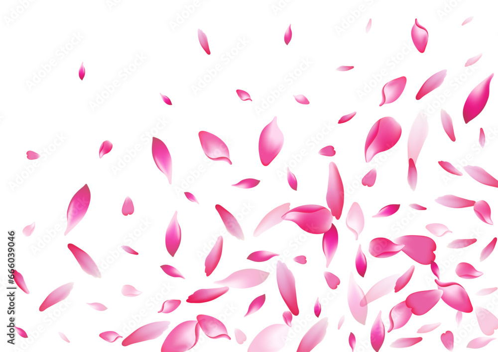 White Sakura Petal Vector White Background. Pink White Sakura Petal Vector White Background. Pink