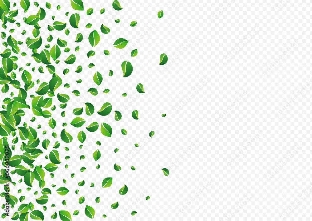 Mint Leaves Fly Vector Transparent Background.