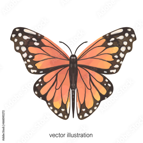 butterfly orange color isolated on white