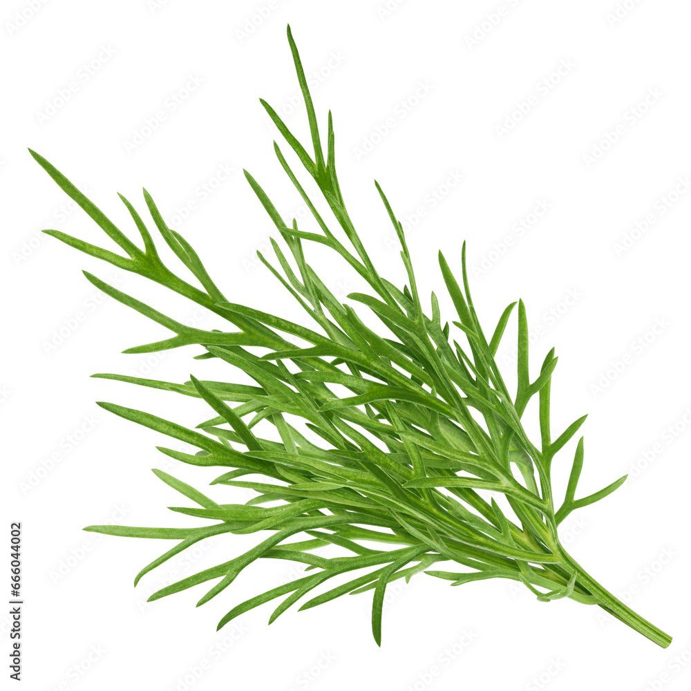 Dill isolated on white background, full depth of field Dill isolated on white background, full depth of field
