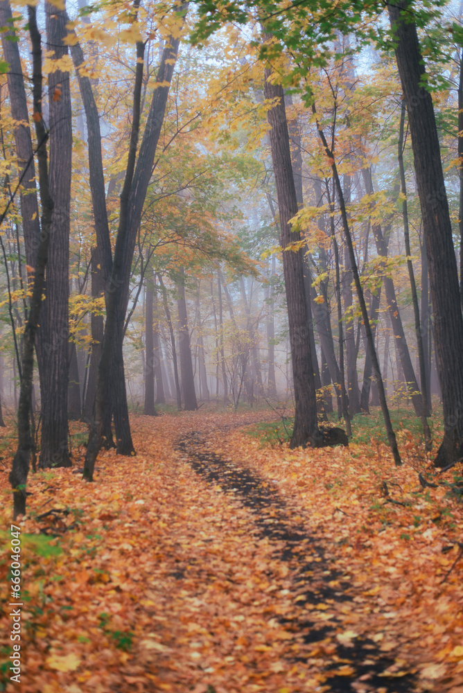 Walking in the autumn foggy forest without people, foggy morning Walking in the autumn foggy forest without people, foggy morning
