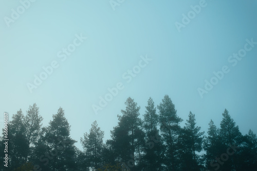 silhouettes of coniferous trees crowns on a foggy morning